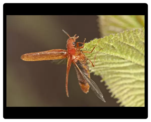 Common Red Soldier Beetle -Rhagonycha fulva- preparing to fly, Untergroningen, Abtsgmuend, Baden-Wurttemberg, Germany