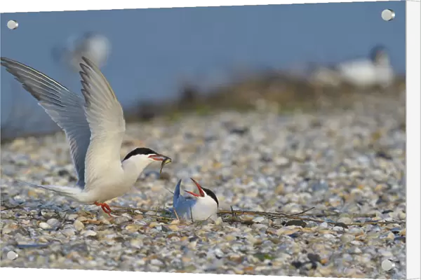 Common Tern -Sterna hirundo-, male handing over a bridal gift to a female, breeding colony on a shell bank, Wagejot Nature Reserve, Texel, West Frisian Islands, province of North Holland, Netherlands
