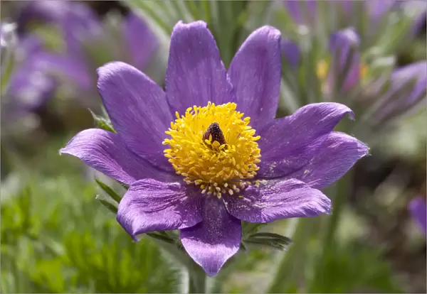 Pasque Flower -Pulsatilla vulgaris-