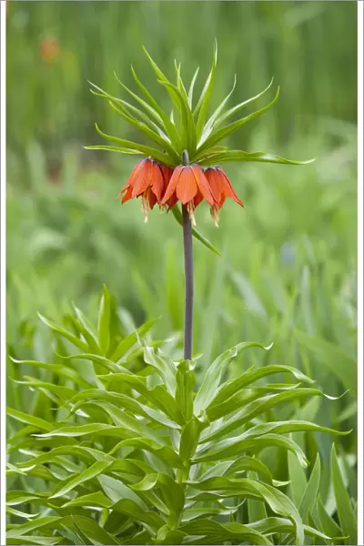 Crown Imperial Fritillary -Fritillaria imperialis Rubra-, flowering, Thuringia, Germany