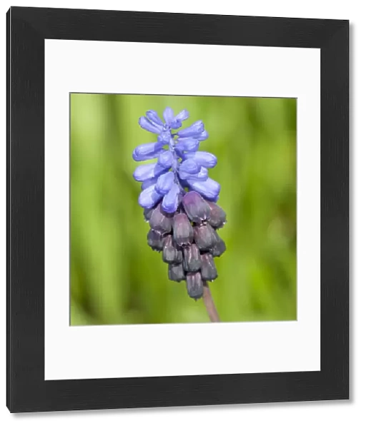 Grape Hyacinth -Muscari sp. -