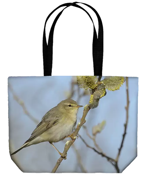 Willow Warbler -Phylloscopus trochilus- perched on a catkins bush, Texel, West Frisian Islands, province of North Holland, The Netherlands