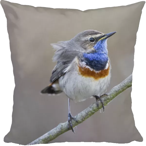 Bluethroat -Luscinia svecica- perched on a branch, Texel, West Frisian Islands, province of North Holland, The Netherlands