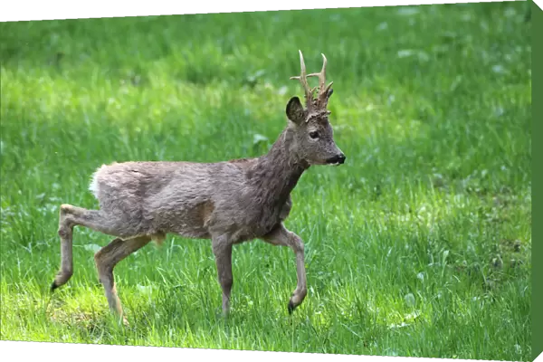 Roe Deer -Capreolus capreolus-, buck in winter coat, Lower Austria, Austria