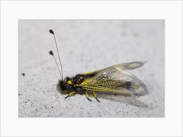 Owlfly -Libelloides sp-, Lycia, Turkey