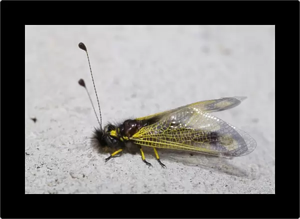 Owlfly -Libelloides sp-, Lycia, Turkey