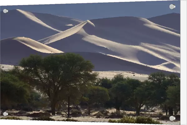 Desert landscape with trees, Namib, Hardap Region, Namibia