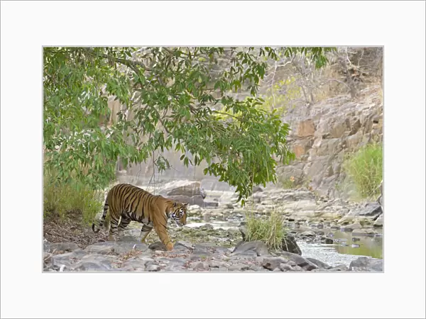 Bengal Tiger -Panthera tigris tigris- in a dry valley, Ranthambhore National Park, Sawai Madhopur, India