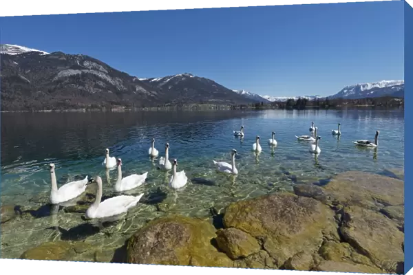 Mute Swans -Cygnus olor-, Lake Wolfgang, near St. Gilgen, Salzkammergut, Salzburg State, Austria