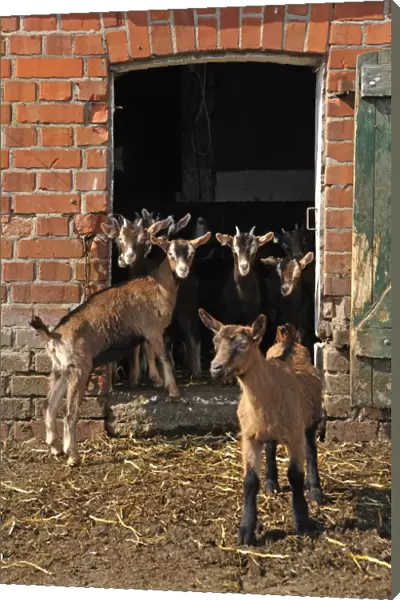 Goatlings or kids standing at the barn door on an organic farm, Othenstorf, Mecklenburg-Western Pomerania, Germany