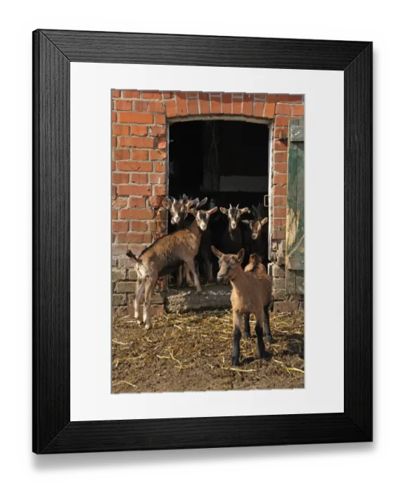 Framed Print : Organic Farm Kids Print