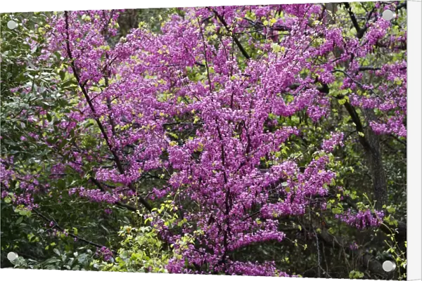Flowering Judas Tree -Cercis siliquastrum-, Dilek National Park, Kusadasi, Aydin province, Aegean region, Turkey