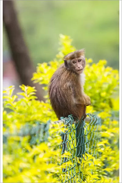 Toque Monkey or Toque Macaque -Macaca sinica- perched on a fence, Sri Lanka