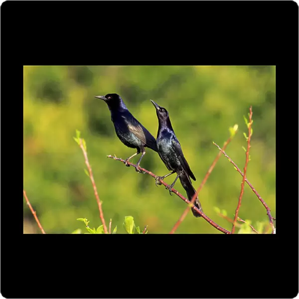 Two Boat-tailed Grackles -Quiscalus major-, males, Wakodahatchee Wetlands, Delray Beach, Florida, USA