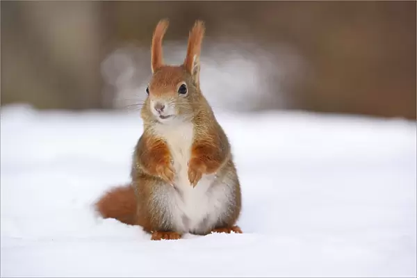 Red Squirrel -Sciurus vulgaris- in the snow in winter, Leipzig, Saxony, Germany