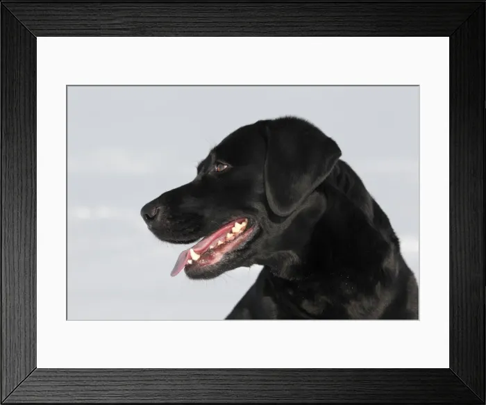 Framed Print : Black Labrador Retriever in Snow Print Framed Print : Black Labrador Retriever in Snow Print
