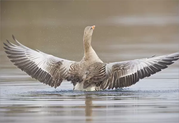 Greylag Goose -Anser anser- spreading its wings, North Hesse, Hesse, Germany