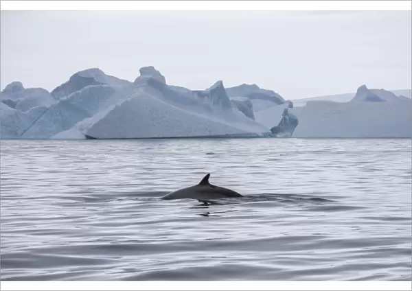 Antarctic Minke Whale -Balaenoptera bonaerensis-, back and fin, in front of icebergs, Gerlache Strait, Antarctic Peninsula, Antarctica