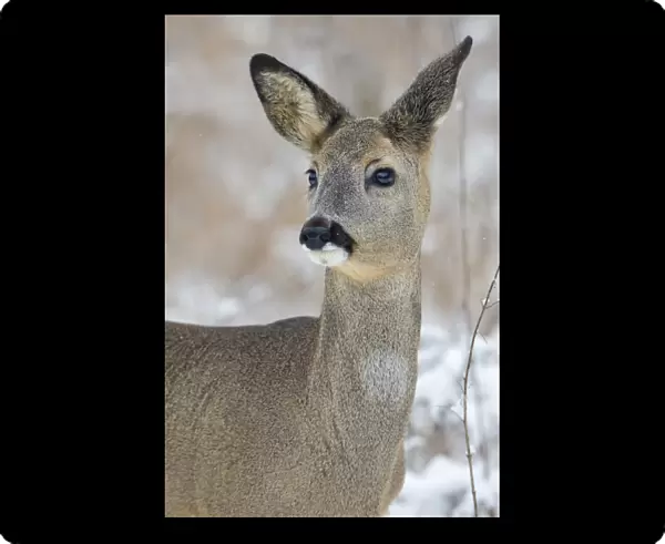 Roe Deer -Capreolus capreolus- in winter, Saxony-Anhalt, Germany