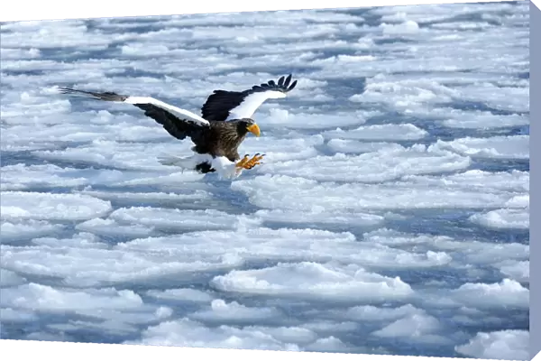 Stellers Sea Eagle -Haliaeetus pelagicus- in flight above drifting ice, Rausu, Menashi, Hokkaido, Japan