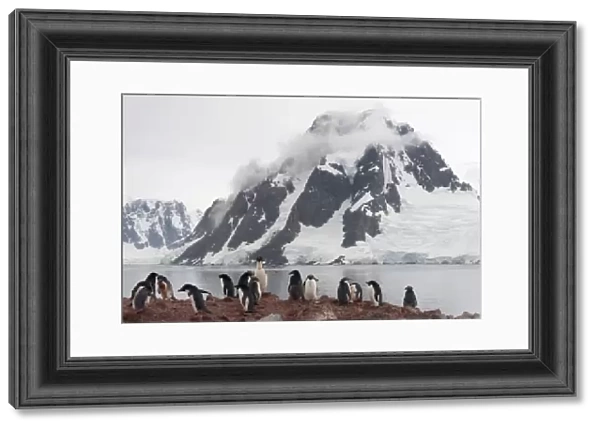 Colony of Adelie Penguins -Pygoscelis adeliae-, adult birds and fledglings during the juvenile moult, in front of a backdrop of mountains and glaciers, Petermann Island, Antarctic Peninsula, Antarctica