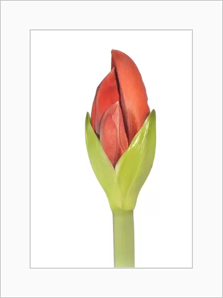 Amaryllis -Hippeastrum-, flower bud opening