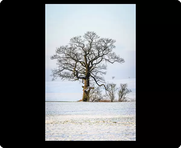 Oak -Quercus sp. - in the snow, Schleswig-Holstein, Germany