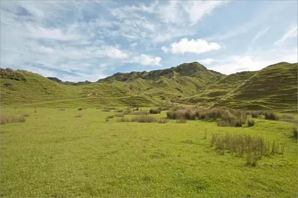 Landscape with green hills, Coromandel, Coromandel Peninsula, North Island, New Zealand