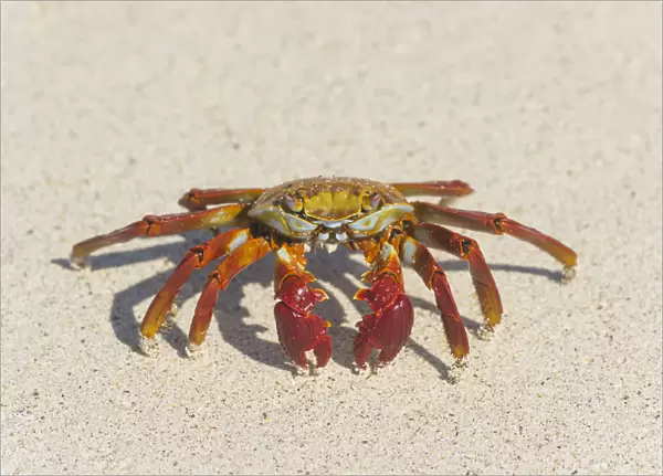 Red Rock Crab -Grapsus grapsus-, San Cristobal Island, Galapagos Islands, Ecuador