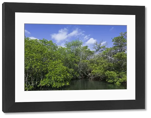 Sea channel overgrown with mangroves, Isabela Island, Galapagos Islands, Ecuador