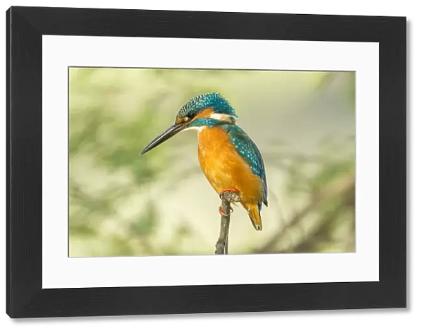 Kingfisher -Alcedo atthis-, Keoladeo National Park, Rajasthan, India