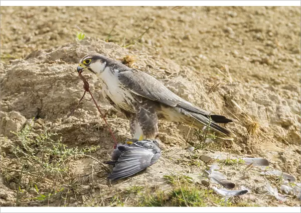 Lanner Falcon -Falco biarmicus-, Chambal River, Rajasthan, India
