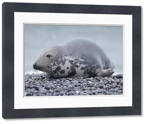 Grey Seal -Halichoerus grypus-, female, on the beach, Dune island, Helgoland, Schleswig-Holstein, Germany