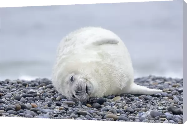 Young Grey Seal -Halichoerus grypus- pup, on the beach, Dune island, Helgoland, Schleswig-Holstein, Germany