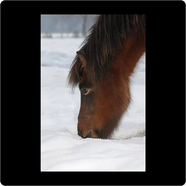 Iceland Horse, gelding, looking for food in snow, Germany