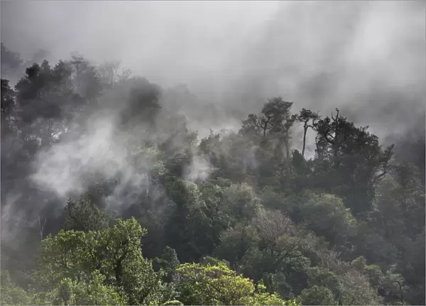 Temperate rain forest and fog, Cisnes, Aysen Province, Chile
