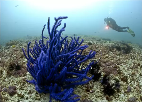 Scuba diver and Soft Coral -Alcyonacea-, Gulf of Oman, Oman