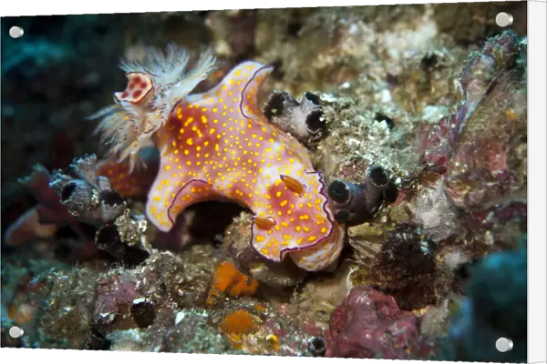Sea Slug -Ceratosoma trilobatum-, Gulf of Oman, Oman