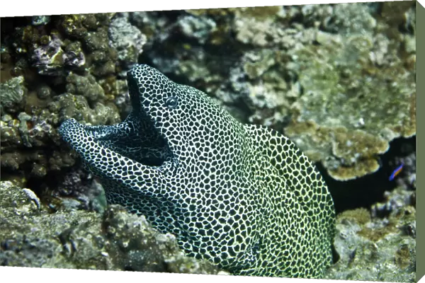 Laced Moray -Gymnothorax favagineus-, Gulf of Oman, Oman