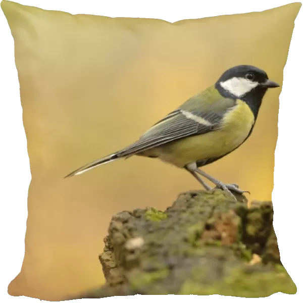 Great Tit -Parus major- perched on a stump in autumn, Leipzig, Saxony, Germany