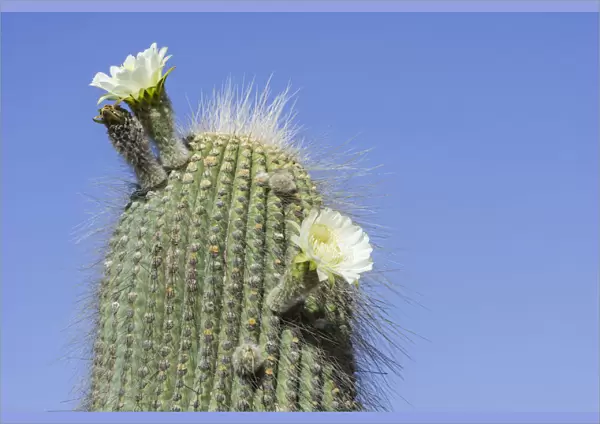 A flowering Cardon cactus -Echinopsis atacamensis-, Tilcara, Jujuy Province, Argentina