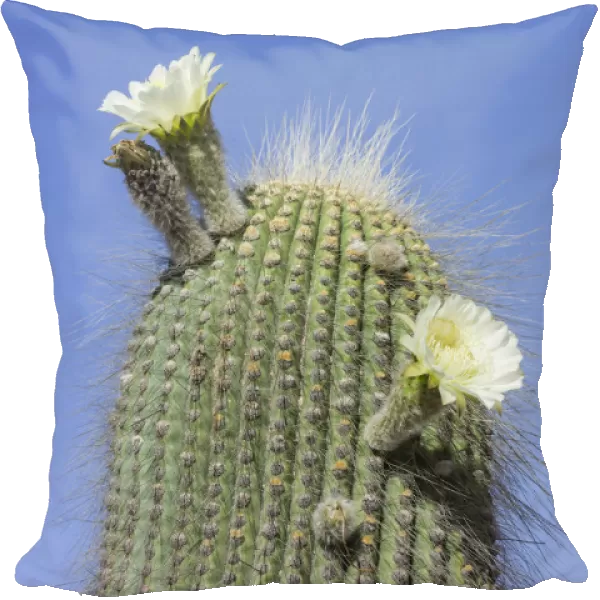 A flowering Cardon cactus -Echinopsis atacamensis-, Tilcara, Jujuy Province, Argentina