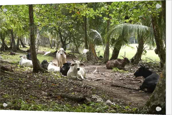 Zebu Cattle -Bos primigenius indicus- in the rainforest, Punta Uva, Puerto Viejo de Talamanca, Costa Rica, Central America