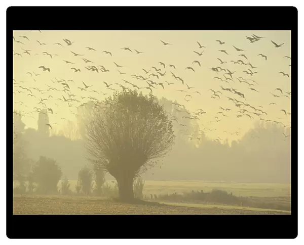 Flying geese swarm over trees in misty morning light, Xanten, Lower Rhine region, North Rhine-Westphalia, Germany