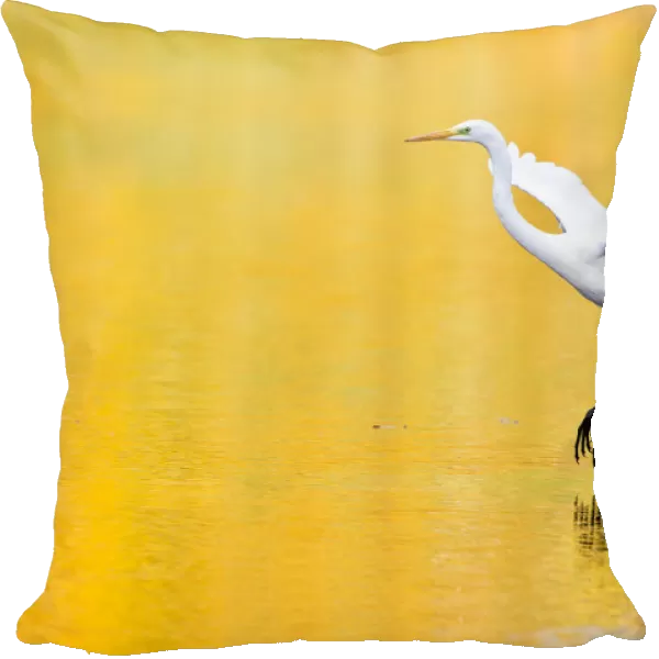 Great Egret -Ardea alba-, Hesse, Germany