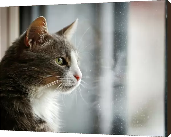 Gray and white cat looking out of a window, portrait, Germany