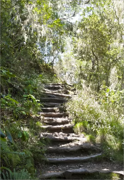 Stairs, hiking trail through a jungle, near Cilaos, La Reunion, Reunion