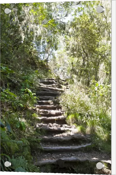 Stairs, hiking trail through a jungle, near Cilaos, La Reunion, Reunion