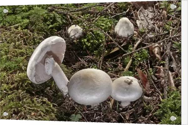 Wood Mushroom -Agaricus silvicola-, Untergroeningen, Baden-Wuerttemberg, Germany, Europe