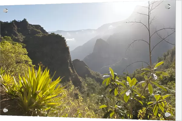 Mystical misty mountain landscape, with agave in the foreground, Cilaos, Cirque de Cilaos, French Overseas Territory, La Reunion